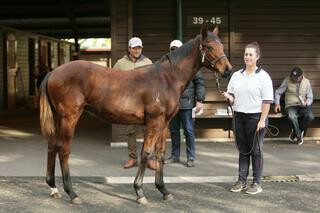 Dan Myers Holy Roman Emperor colt (Lot 217) topped the Sale last year fetching $175,000.